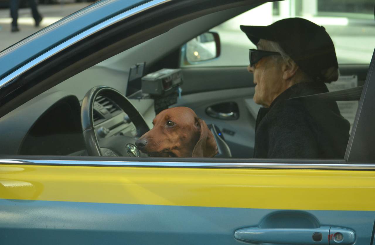 anziano alla guida con cane
